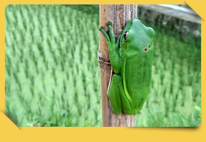 Farms Thriving with the Guardians of Crops