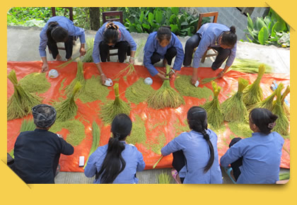 Conserving Seeds of Old Crop Varieties Amid the Abundance of Green