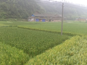 流芳村农田里种有不同的老品种米