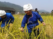 贵州省黎平县村民正在收割老品种糯米