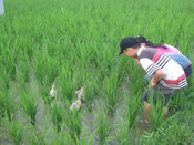 小孩在稻－鸭－鱼的田中好奇地看鸭子如何捉害虫