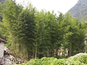 The natural environment of Mashan fits bamboo which is why bamboo can be cultivated for restoring the local ecology