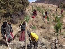 Various aspects of programme work in Tibetan communities of Deqin: Villagers & monastics helping reforestation in Yangla Village.