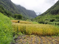 Eco-agriculture in the highland: Golden wheat ready for harvest in July in Yunnan.