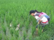 Traditional ecological farming.