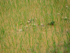Ecological farming.