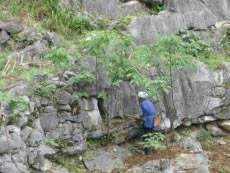 社区伙伴与麻山当地伙伴合作来恢复适合喀斯特地貌的植物，以减少种植玉米造成的表土流失。