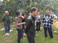 Farmers visited organic pomelo
