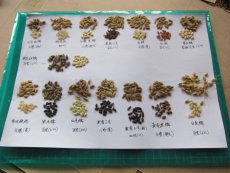 PCD supports the conservation of local rice species