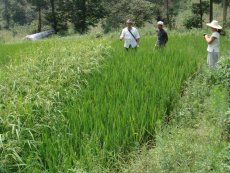 Rice species improvement experiment